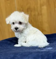 Theo, a male Morkie for sale in Beebe, AR – 4 of 5