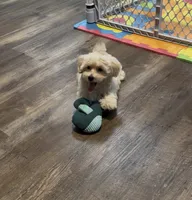 Sterling, a male Morkie for sale in Beebe, AR – 5 of 10