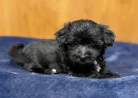 Eleanor, a female Morkie for sale in Beebe, AR – 10 of 10