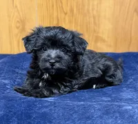 Eleanor, a female Morkie for sale in Beebe, AR – 7 of 10
