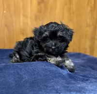 Winston, a male Morkie for sale in Beebe, AR – 4 of 6