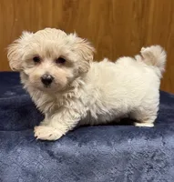 Sterling , a male Morkie for sale in Beebe, AR – 7 of 7