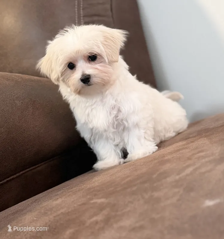 Tessa – Morkie puppy for sale in Beebe, AR