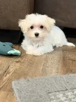 Annie, a female Morkie for sale in Beebe, AR – 6 of 7