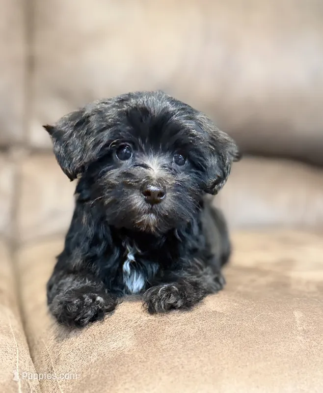 Eleanor – Morkie puppy for sale in Beebe, AR