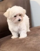 Tessa, a female Morkie for sale in Beebe, AR – 2 of 6