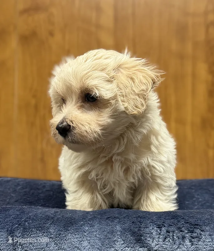 Sterling – Morkie puppy for sale in Beebe, AR
