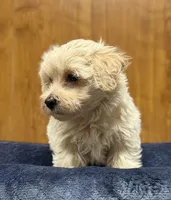 Sterling, a male Morkie for sale in Beebe, AR – 1 of 10
