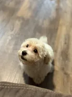 Sterling, a male Morkie for sale in Beebe, AR – 2 of 10