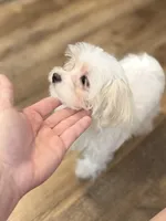 Annie, a female Morkie for sale in Beebe, AR – 2 of 7