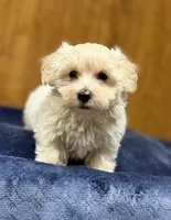 Sterling , a male Morkie for sale in Beebe, AR – 6 of 7
