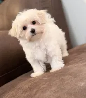 Tessa, a female Morkie for sale in Beebe, AR – 5 of 6