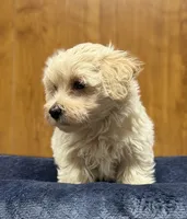 Sterling , a male Morkie for sale in Beebe, AR – 4 of 7