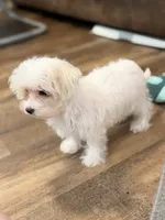 Annie, a female Morkie for sale in Beebe, AR – 7 of 7