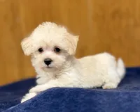 Theo, a male Morkie for sale in Beebe, AR – 2 of 5