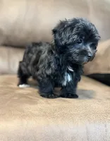 Eleanor, a female Morkie for sale in Beebe, AR – 5 of 10
