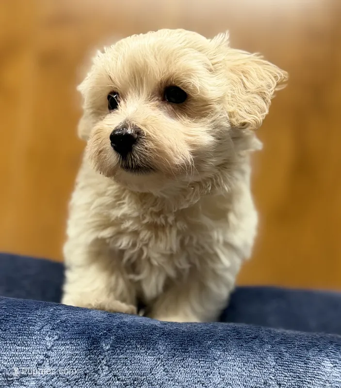 Sterling  – Morkie puppy for sale in Beebe, AR