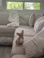 Gia, a female Chihuahua and Pomeranian for sale in San Diego, CA – 3 of 3
