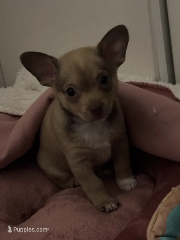 Gia – Chihuahua, Pomeranian puppy for sale in San Diego, CA
