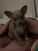 Gia, a female Chihuahua and Pomeranian for sale in San Diego, CA – 1 of 3