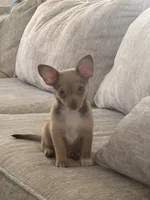 Gia, a female Chihuahua and Pomeranian for sale in San Diego, CA – 2 of 3