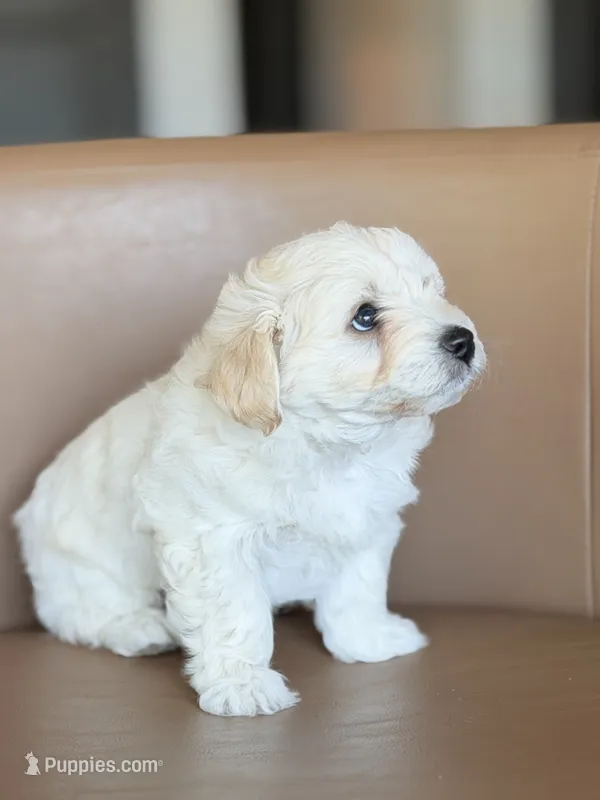 Oatmeal  – Havachon puppy for sale in Buckley, WA