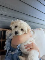 Oatmeal , a male Havachon for sale in Buckley, WA – 4 of 10