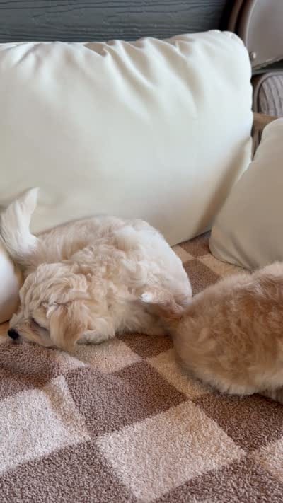 Oatmeal , a male Havachon for sale in Buckley, WA – 9 of 10