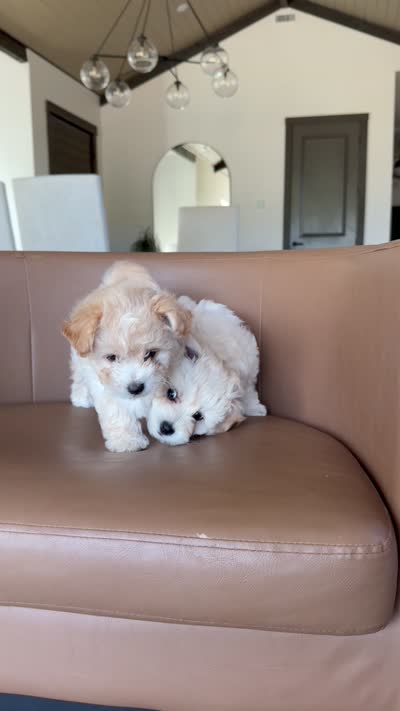 Oatmeal , a male Havachon for sale in Buckley, WA – 8 of 10