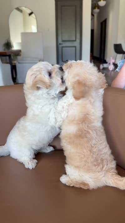 Oatmeal , a male Havachon for sale in Buckley, WA – 10 of 10