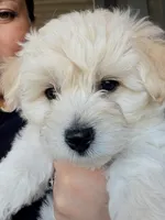 Oatmeal , a male Havachon for sale in Buckley, WA – 7 of 10