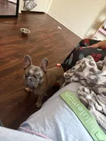 aiko, a male French Bulldog for sale in Maryland City, MD – Photo 1 of 2