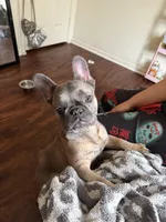 aiko, a male French Bulldog for sale in Maryland City, MD – Photo 2 of 2