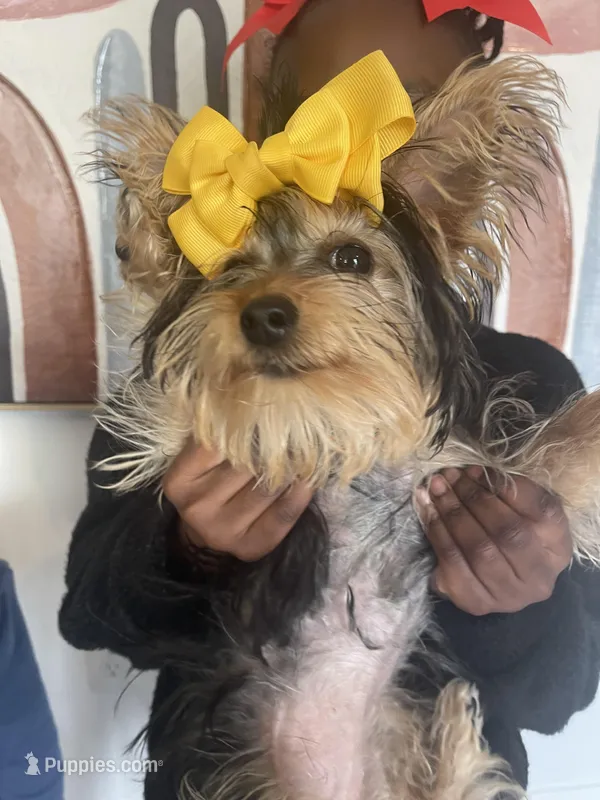Frankie – Yorkshire Terrier puppy for sale in Waldorf, MD