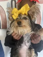 Frankie, a female Yorkshire Terrier for sale in Waldorf, MD – Photo 1 of 3
