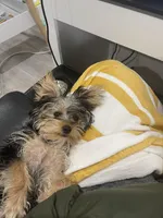 Frankie, a female Yorkshire Terrier for sale in Waldorf, MD – Photo 3 of 3