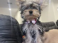 Frankie, a female Yorkshire Terrier for sale in Waldorf, MD – Photo 2 of 3