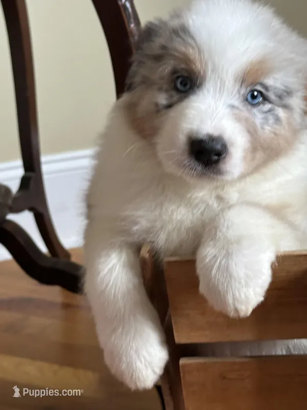Tiger AKC – Australian Shepherd puppy for sale in Macon, GA