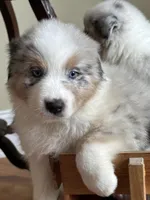 Tiger AKC, a male Australian Shepherd for sale in Macon, GA – Photo 5 of 5