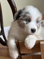 Tiger AKC, a male Australian Shepherd for sale in Macon, GA – Photo 3 of 5