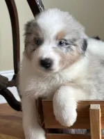 Tiger AKC, a male Australian Shepherd for sale in Macon, GA – Photo 2 of 5