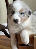 Tiger AKC, a male Australian Shepherd for sale in Macon, GA – Photo 4 of 5