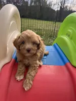 Tiny Toy Female, a female Maltipoo and Poodle - Toy  for sale in Belding, MI – 1 of 7