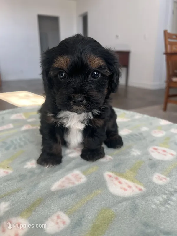 Luxurious Yorkie-Poo’s