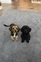 Luxurious Yorkie-Poo’s, a female Yorkipoo and Poodle - Toy  for sale in Belding, MI – Photo 3 of 3