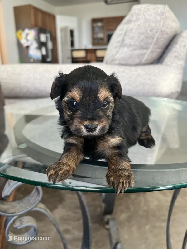 Luxurious Yorkie-Poo’s