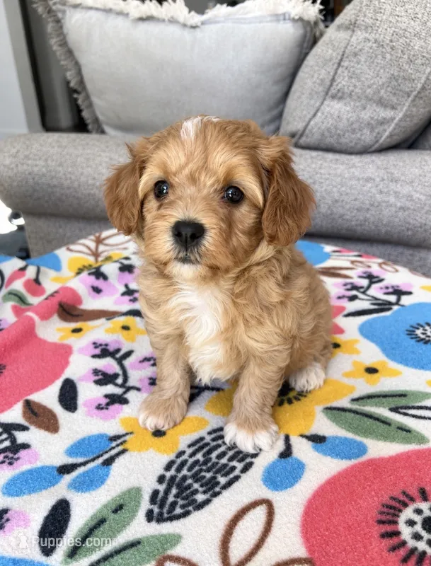 Max – Maltipoo puppy for sale in Belding, MI