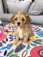 Max, a male Maltipoo for sale in Belding, MI – 1 of 2