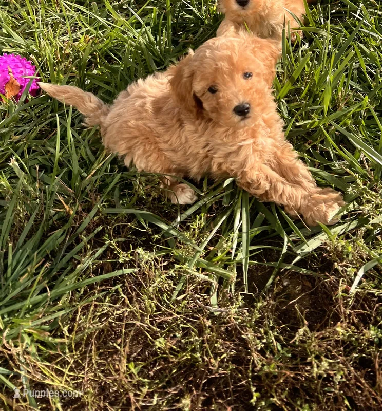 Blue Collar Male – Maltipoo, Poodle - Toy  puppy for sale in Belding, MI