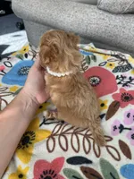 White Collar Female, a female Maltipoo and Poodle - Toy  for sale in Belding, MI – 3 of 3